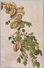楊桃(ようとう)/Star Fruit image