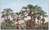 木瓜(パパイヤ)/Papaya image