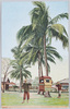 椰子と轎/Palm Trees and Palanquin image