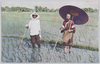 田の草取り(広東人)/Weeding of Rice Paddies:  Guangdong People image
