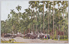檳榔樹(2)/Betel Palm Tree: 0002 image