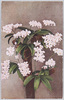 胡蝶蘭/Phalaenopsis Orchid image