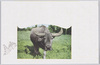 水牛/Water Buffalo image