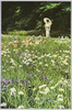 明治神宮内苑の花菖蒲/Irises of the Inner Garden of Meijijingū Shrine image