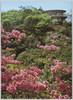 霧降高原/Kirifuri Highland image
