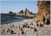 伊豆・波勝崎と野猿/Izu, Hagachizaki and Wild Monkeys image