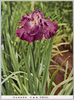 花菖蒲　霓裳羽衣/Iris, Geishōui image