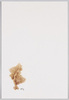 ゆな/Chondria Crassicaulis Harvey image