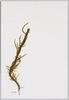 くろも/Papenfussiella Kuromo (Yendo) Inagaki image
