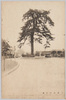 土浦北門の松/Pine Trees of Kitamon Gate, Tsuchiura image