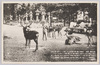 春日群鹿/Herd of Deer at Kasuga image