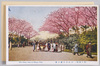 日比谷公園の桜/Cherry Blossoms in Hibiya Park image