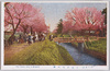 小金井堤の桜/Cherry Blossoms of Koganei image