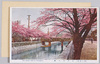 江戸川の桜/Cherry Blossoms of Edogawa image