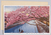 江戸川の桜/Cherry Blossoms of Edogawa image
