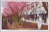 吉原遊郭の桜/Cherry Blossoms of Yoshiwara Pleasure District image