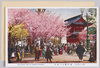 浅草観音の桜花/Cherry Blossoms of Asakusa Kannon image