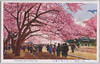 上野公園の桜花/Cherry Blossoms of Ueno Park image