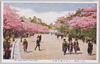 上野公園の桜花/Cherry Blossoms in Ueno Park image