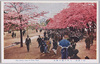 上野公園の桜花/Cherry Blossoms in Ueno Park image