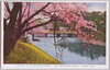 赤坂見付ヨリ見タル弁慶橋の桜/Cherry Blossoms of Benkei Bridge Seen From Akasaka Mitsuke image