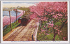 市ヶ谷見付付近の桜/Cherry Blossoms Near Ichigaya Mitsuke image