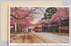 三宅坂の桜/Cherry Blossoms of Miyakezaka image