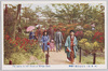 日比谷公園の躑躅/Azaleas of Hibiya Park image