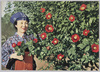 椿の花/Camellia Flower image