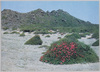 天上山砂漠地帯に咲くつつじ/Azaleas Blooming in the Desert Area of Mt. Tenjō image