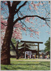 靖国神社の桜花/Cherry Blossoms at Yasukunijinja Shrine image