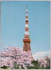 東京タワーと桜/Tokyo Tower and Cherry Blossoms image