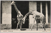上野動物園/Ueno Zoo image