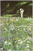 明治神宮内苑の花菖蒲/Irises in the Meiji Jingū Shrine Inner Garden image