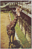 恩賜上野動物園/Ueno Zoo image
