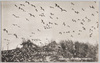 八戸市鮫蕪島の鴎(学名海猫)/Seagulls of Same Kabushima Island, Hachinoheshi (Scientific Name: Larus Crassirostris) image