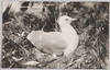 八戸風景　蕪島の鴎(天然記念物・海猫)/Hachinohe Scenery, Gulls of Kabushima Island (Natural Monument, Black-tailed Gulls image