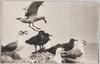 八戸風景蕪島の鴎(天然記念物・海猫)/Hachinohe Scenery, Gulls of Kabushima Island (Natural Monument, Black-tailed Gulls image