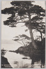 奇岩上にそびえ立つ「夕暮の松」/Pine Tree at Dusk Towering Above a Strangely Shaped Rock image
