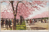 隅田公園の桜花/Cherry Blossoms in Sumida Park image