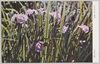 （天然記念物）菖蒲/(Natural Monument) Iris image