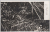 [カルガモの抱卵]/[Brooding Spot-billed Duck] image