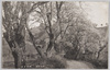 高尾梅林/Takao Plum Grove image