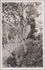 島娘の椿取り(大島風俗)/Island Girl Picking Camellias (Ōshima Customs) image