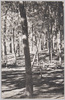 姫塚山の大森林/The Great Forest of Mt. Himezuka image