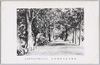 天然記念物馬傷大間欅並木/National Monument Babadaimonkeyakinamiki (Row of Zelkova Trees in Babadaimon) image