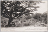 五葉松/Goyōmatsu Pine Tree image