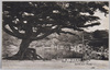 南庭五葉ノ松/Goyōmatsu Pine Tree in the South Garden image