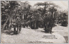 南庭蘇鉄/Sago Palm in the South Garden image