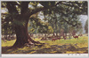 奈良公園/Nara Park image